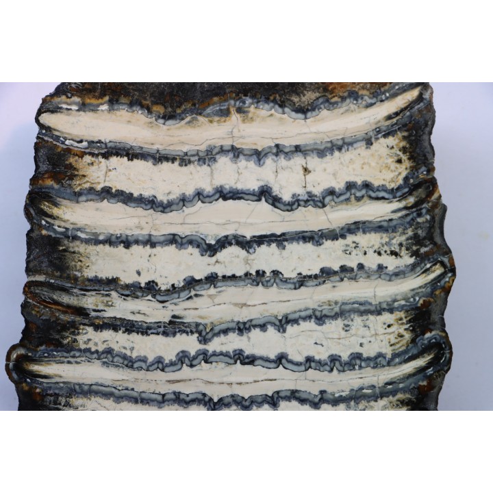 MAMMOTH TOOTH:  mammuthus columbi