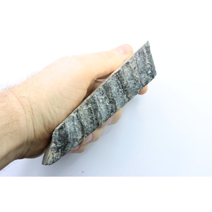 MAMMOTH TOOTH:  mammuthus columbi