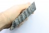 MAMMOTH TOOTH: mammuthus columbi