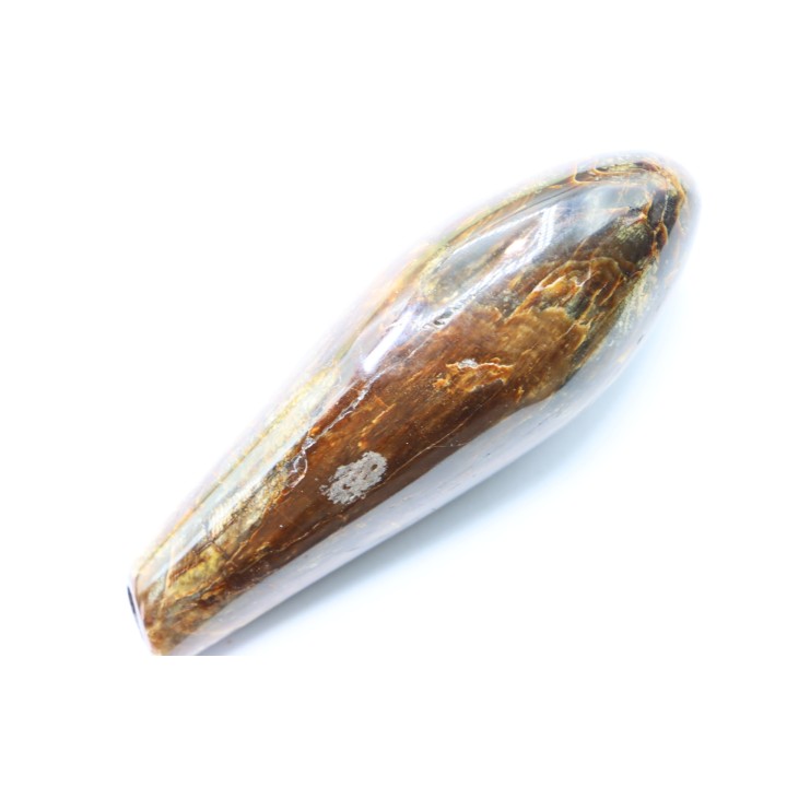 dent de mammifère: SCALDICETUS -Miocene - South Carolina - USA