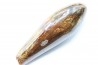 Sperm Whale tooth :Scaldicetus (2)