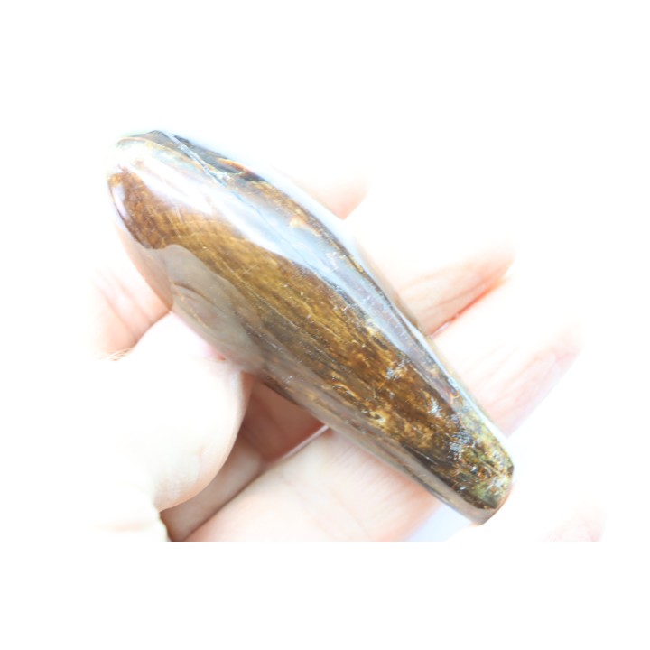dent de mammifère: SCALDICETUS -Miocene - South Carolina - USA