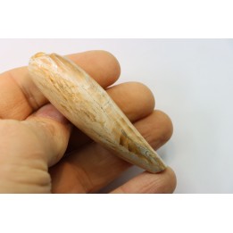 Sperm Whale tooth :Scaldicetus (2)