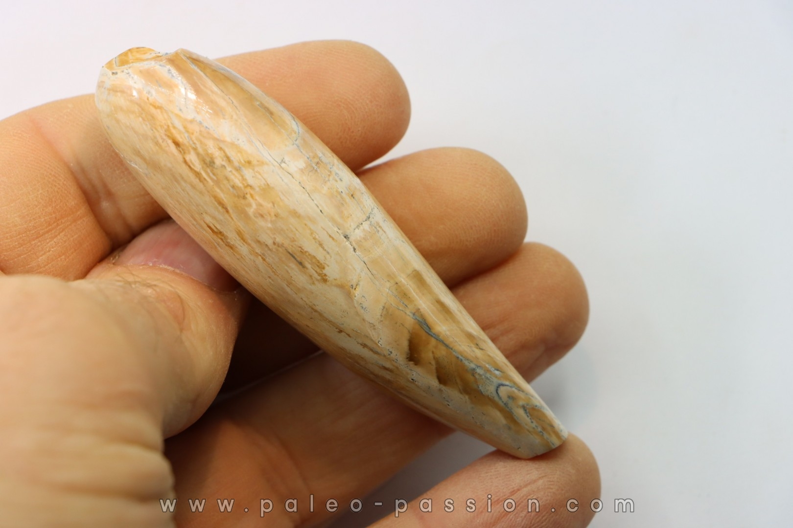 Sperm Whale tooth :Scaldicetus (2)