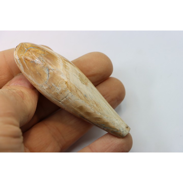 Sperm Whale tooth :Scaldicetus (2)
