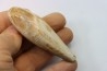 Sperm Whale tooth :Scaldicetus (2)