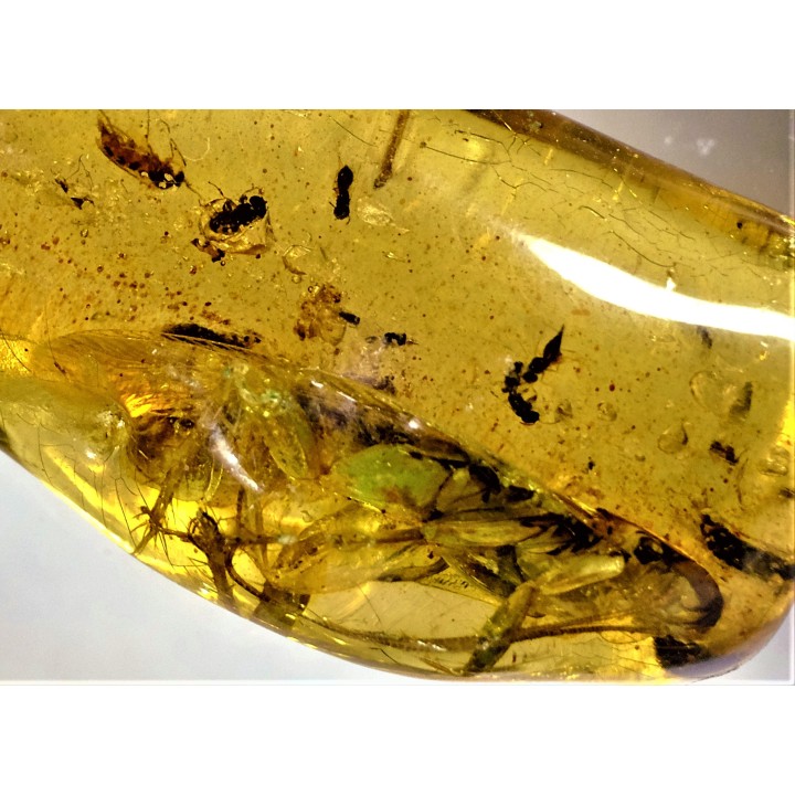 insect: Blatte, Moustique, Diptères