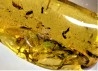 insect: Blatte, Moustique, Diptères