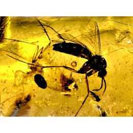 insect: Blatte, Moustique, Diptères