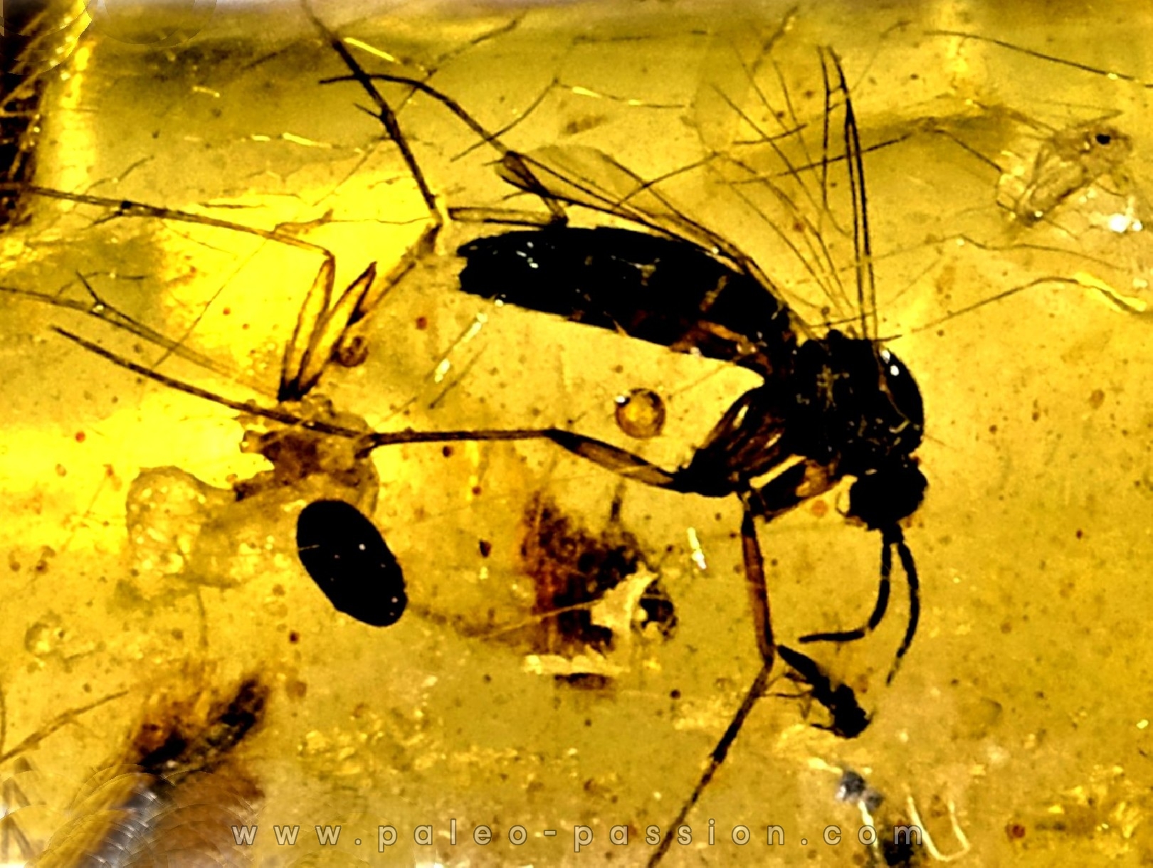 insect: Blatte, Moustique, Diptères