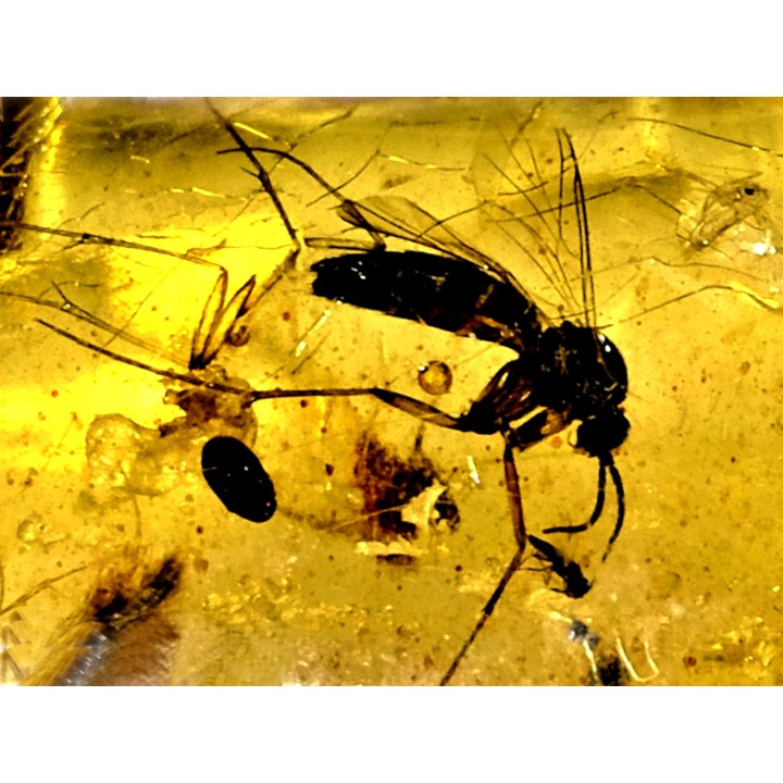 insect: Blatte, Moustique, Diptères