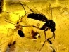 Copal: Blatte, Moustique, Diptères - Pliocène à holocène - Antsiranana, Madagascar