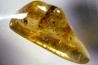 Copal: Blatte, Diptères - Pliocène à holocène - Antsiranana, Madagascar