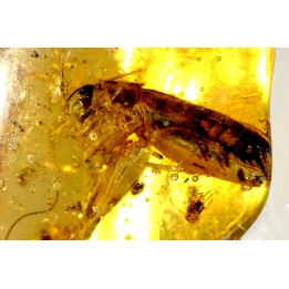 insect: Blatte, Diptères