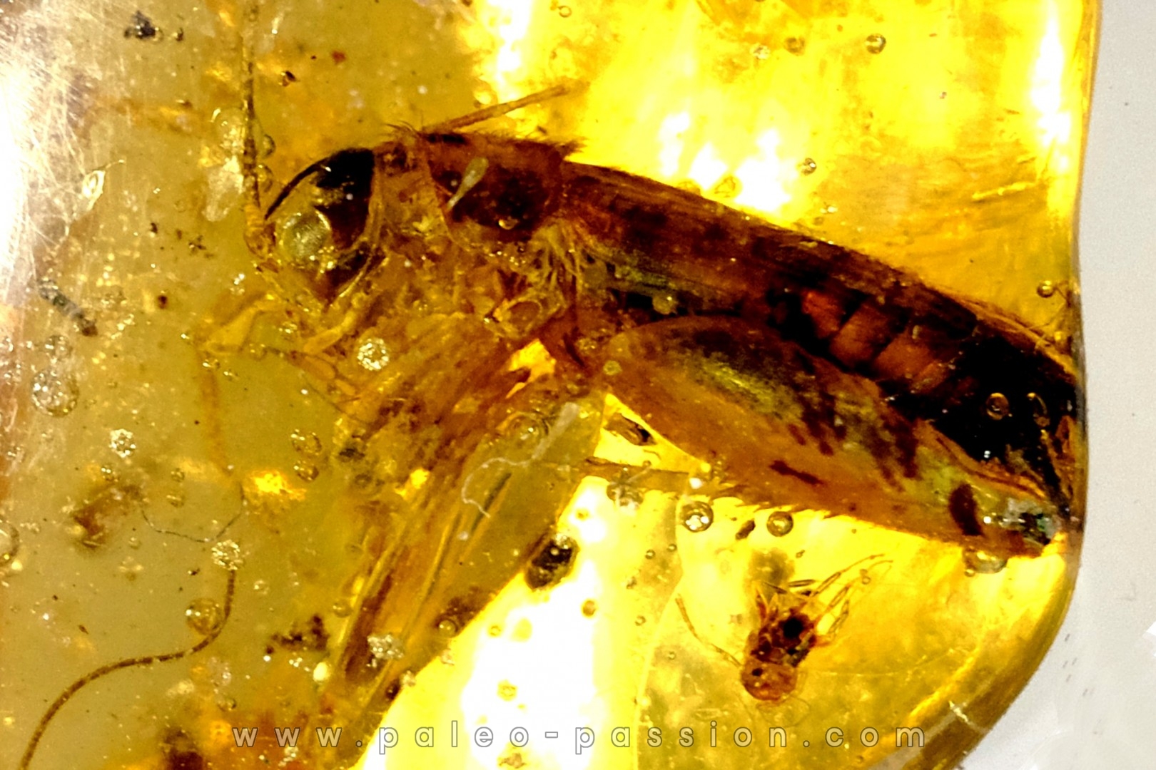 Copal: Blatte, Diptères - Pliocène à holocène - Antsiranana, Madagascar