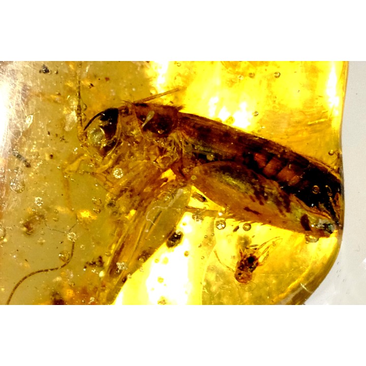 insect: Blatte, Diptères