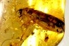 insect: Blatte, Diptères