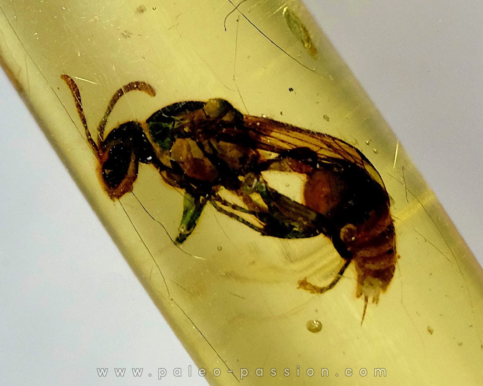 insect: Guêpe