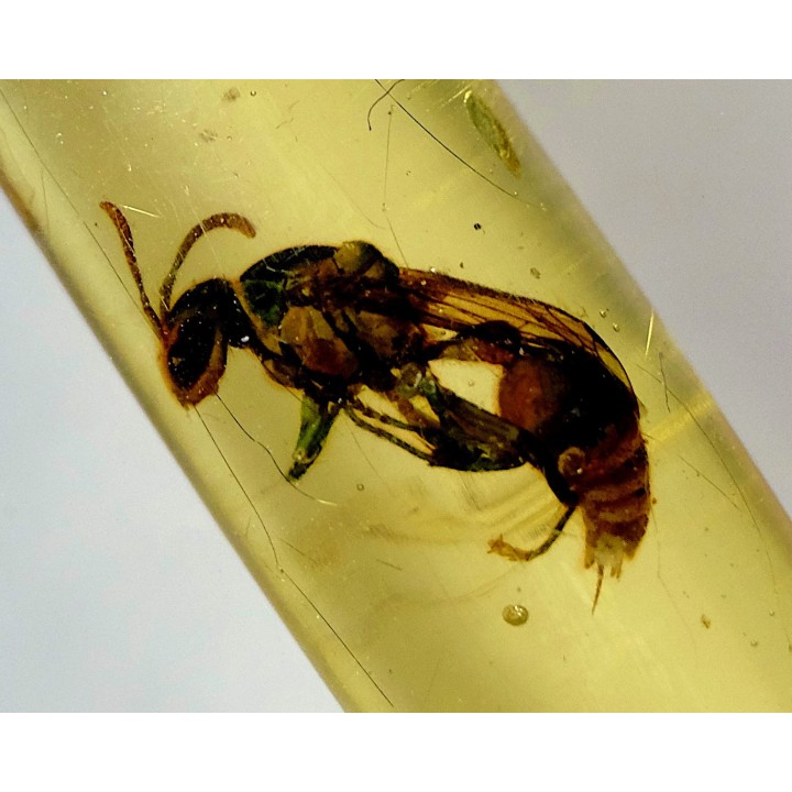 Copal: Guêpe - Pliocène à holocène - Antsiranana, Madagascar