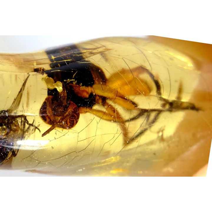 Copal: Asilidae, Mouche - Pliocène à holocène - Antsiranana, Madagascar