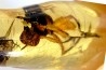Copal: Asilidae, Mouche - Pliocène à holocène - Antsiranana, Madagascar