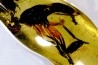 insect: Asilidae, Mouche