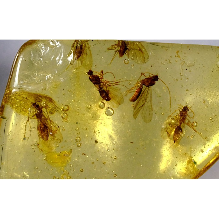 Copal: Moustiques - Pliocène à holocène - Antsiranana, Madagascar