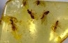 insect: Moustiques