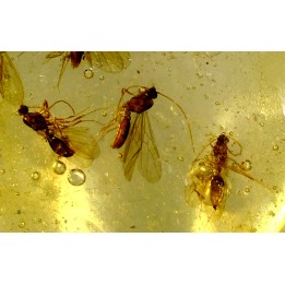 insect: Moustiques