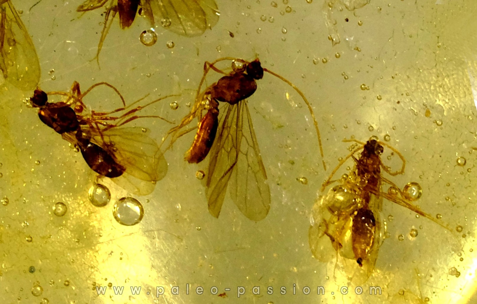 insect: Moustiques