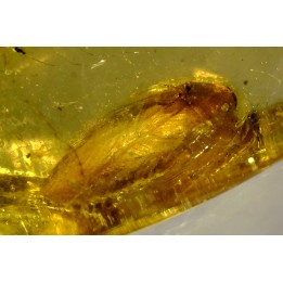 insect: Blatte, Moustique, Diptères