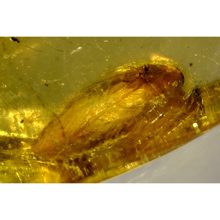 Copal: Blatte, Moustique, Diptères - Pliocène à holocène - Antsiranana, Madagascar