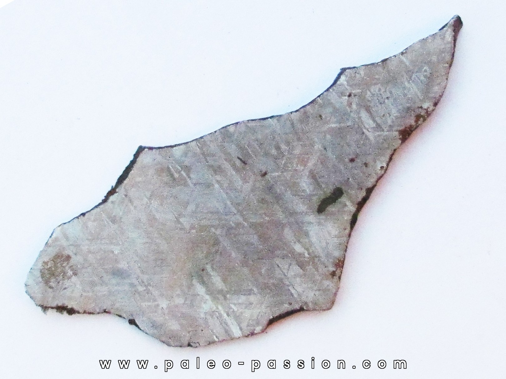 METEORITE siderite GIBEON
