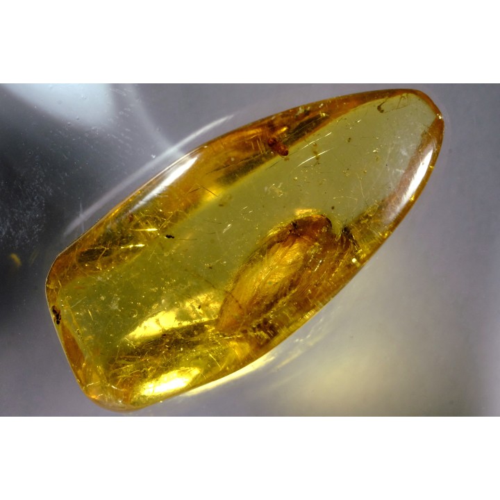 Copal: Blatte, Moustique, Diptères - Pliocène à holocène - Antsiranana, Madagascar