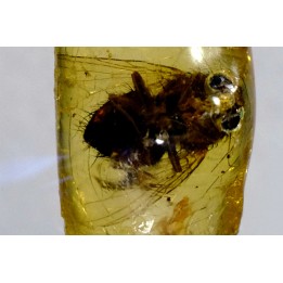 insect: Diptères