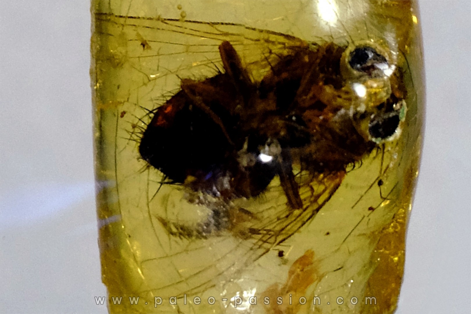 insect: Diptères