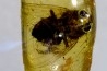 insect: Diptères