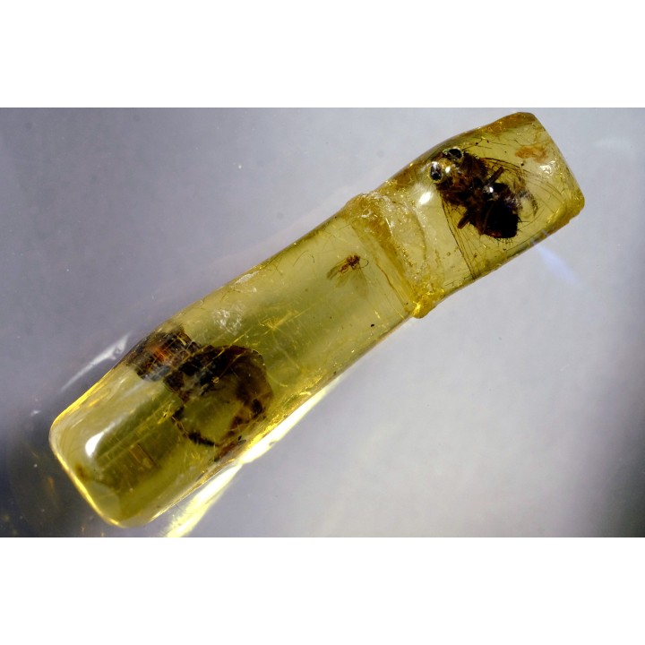 Copal: Diptères - Pliocène à holocène - Antsiranana, Madagascar