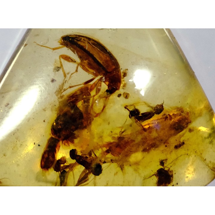 insect: Coléoptère, Fourmi