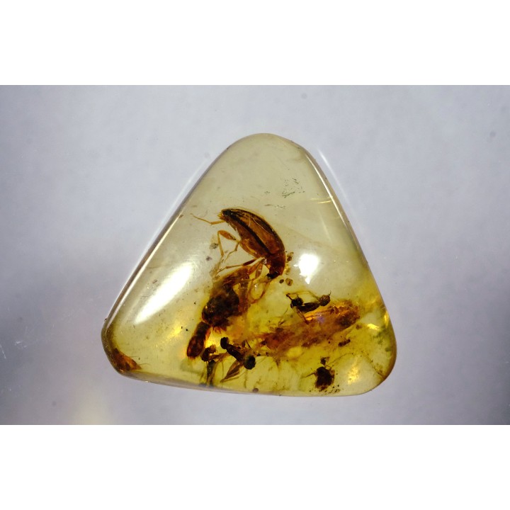 Copal: Coléoptère, Fourmi - Pliocène à holocène - Antsiranana, Madagascar