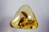 Copal: Coléoptère, Fourmi - Pliocène à holocène - Antsiranana, Madagascar