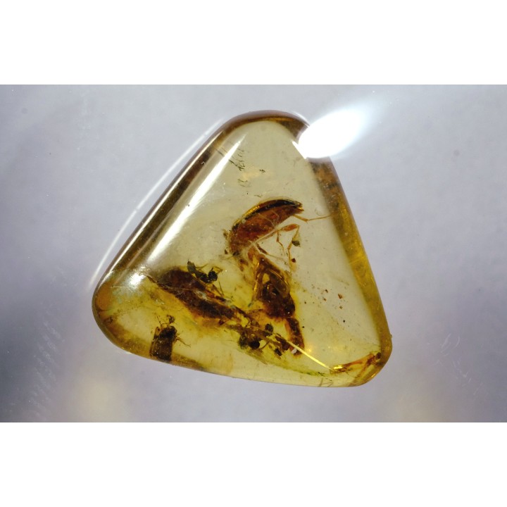 Copal: Coléoptère, Fourmi - Pliocène à holocène - Antsiranana, Madagascar