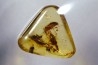 Copal: Coléoptère, Fourmi - Pliocène à holocène - Antsiranana, Madagascar