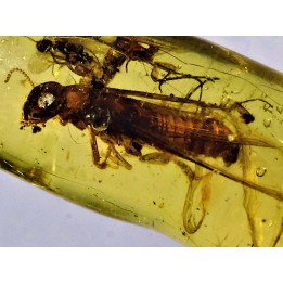 Copal: Termite ailée, Mouche - Pliocène à holocène - Antsiranana, Madagascar
