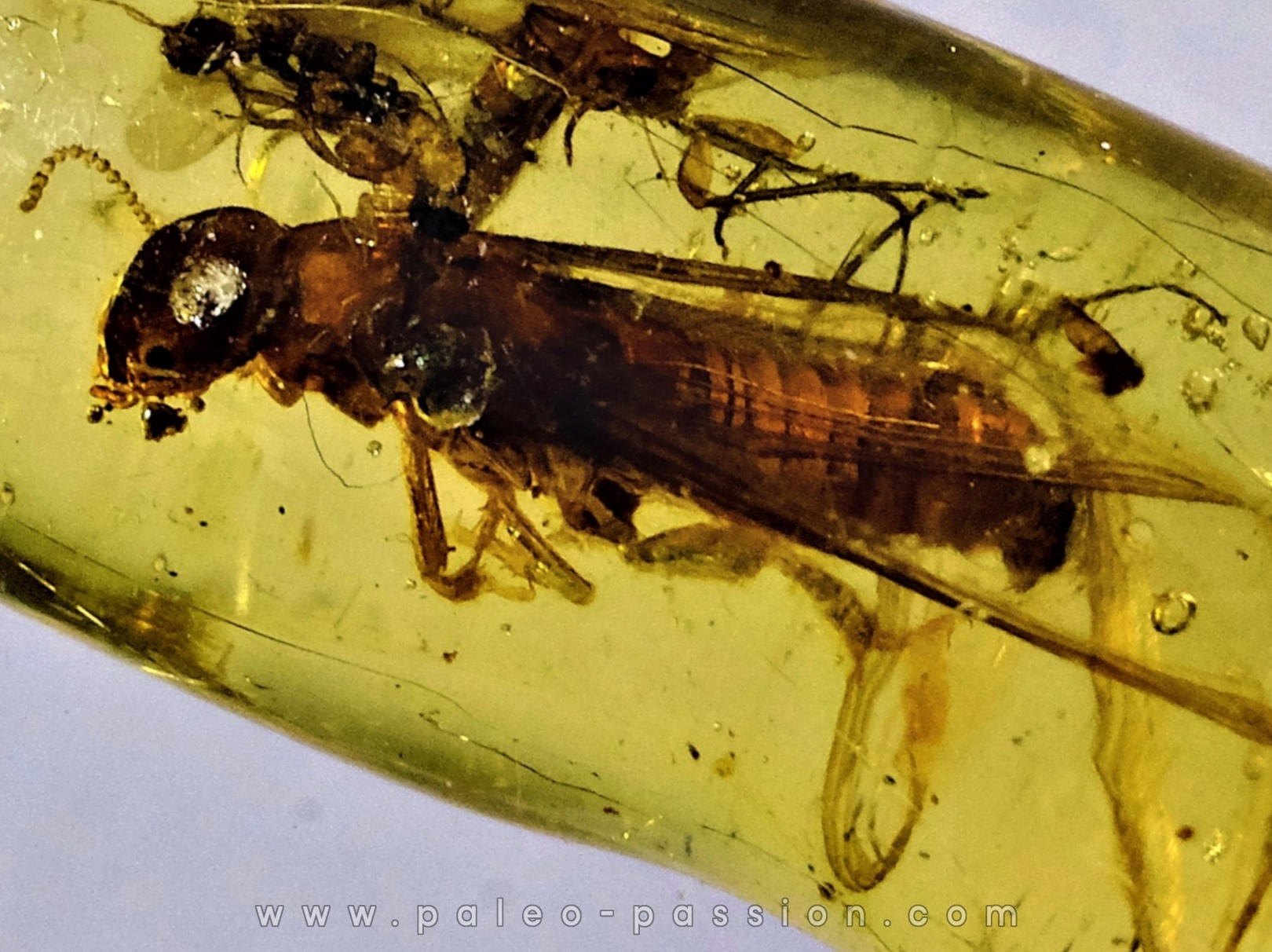 insect: Termite ailée, Mouche