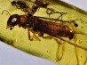 Copal: Termite ailée, Mouche - Pliocène à holocène - Antsiranana, Madagascar