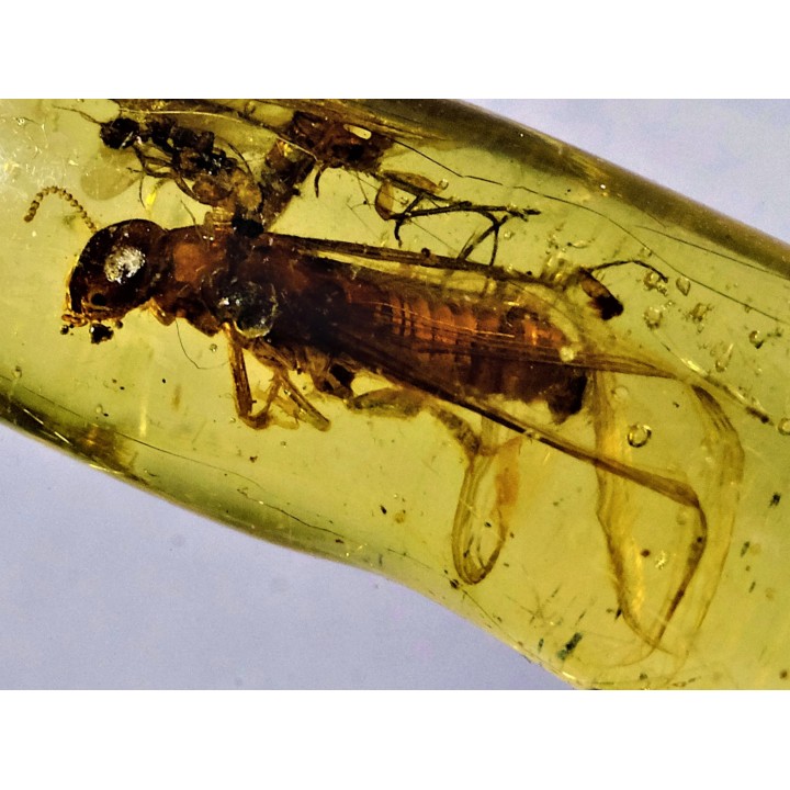 insect: Termite ailée, Mouche