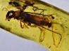 Copal: Termite ailée, Mouche - Pliocène à holocène - Antsiranana, Madagascar