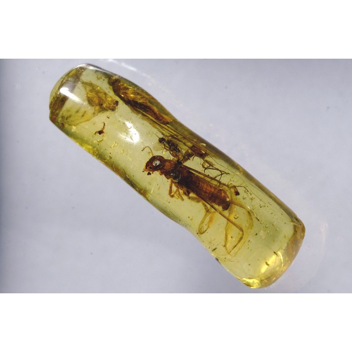 insect: Termite ailée, Mouche
