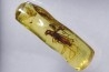 insect: Termite ailée, Mouche